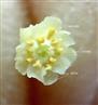  Stamens-Apex of staminal tube